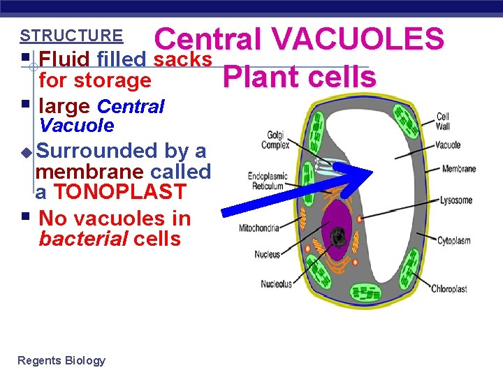 Central VACUOLES § Fluid filled sacks for storage Plant cells STRUCTURE § large Central