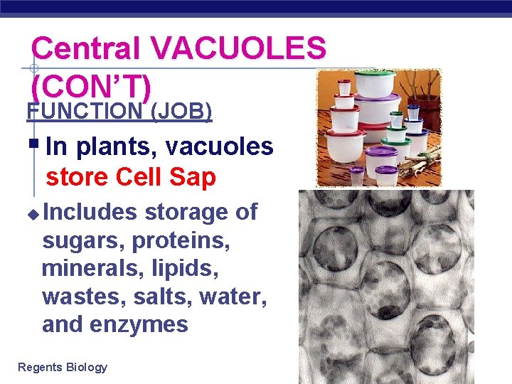 Central VACUOLES (CON’T) FUNCTION (JOB) § In plants, vacuoles store Cell Sap u Includes