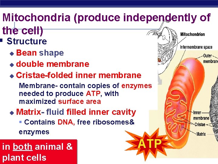 Mitochondria (produce independently of the cell) § Structure Bean shape u double membrane u