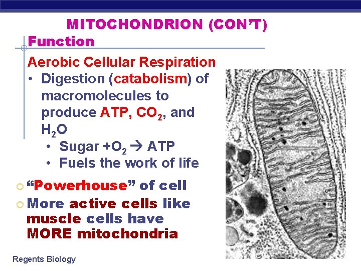 MITOCHONDRION (CON’T) Function Aerobic Cellular Respiration • Digestion (catabolism) of macromolecules to produce ATP,