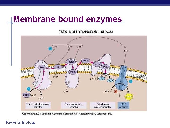 Membrane bound enzymes Regents Biology 
