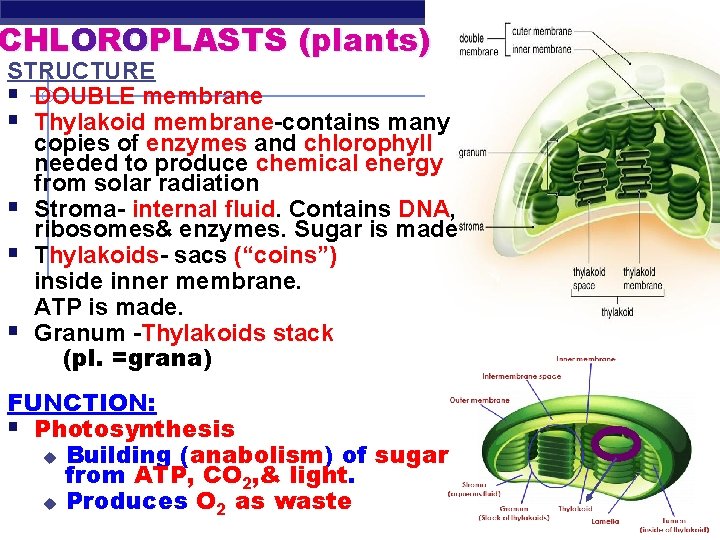 CHLOROPLASTS (plants) STRUCTURE § DOUBLE membrane § Thylakoid membrane-contains many copies of enzymes and