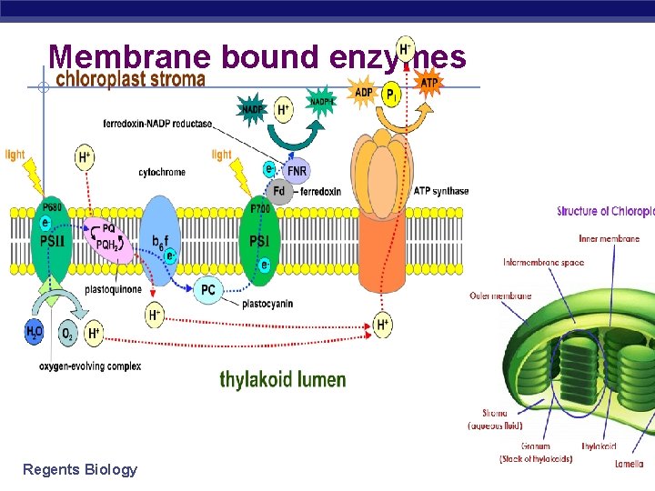 Membrane bound enzymes Regents Biology 