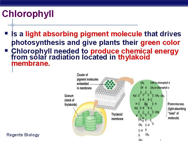 Chlorophyll § Is a light absorbing pigment molecule that drives § photosynthesis and give