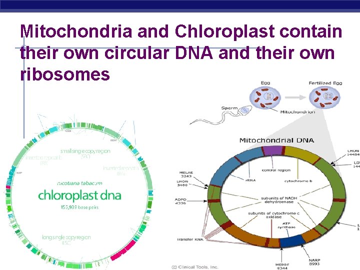 Mitochondria and Chloroplast contain their own circular DNA and their own ribosomes Regents Biology