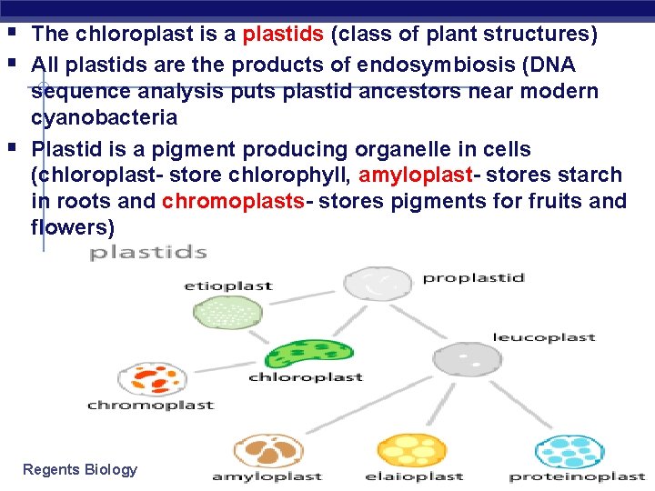 § The chloroplast is a plastids (class of plant structures) § All plastids are