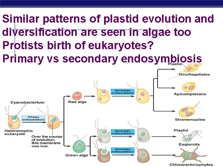 Similar patterns of plastid evolution and diversification are seen in algae too Protists birth