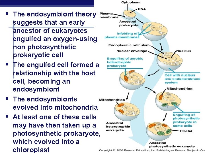 § The endosymbiont theory suggests that an early ancestor of eukaryotes engulfed an oxygen-using