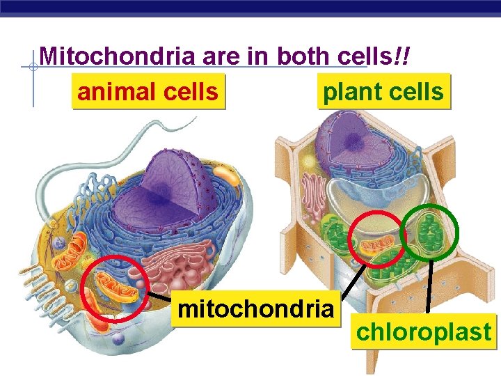 Mitochondria are in both cells!! animal cells plant cells mitochondria Regents Biology chloroplast 