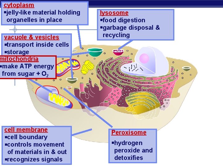 cytoplasm jelly-like material holding organelles in place vacuole & vesicles transport inside cells storage