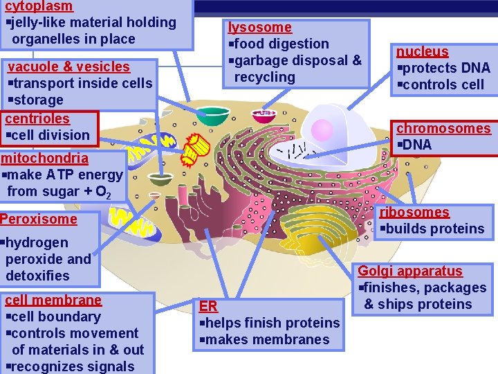 cytoplasm jelly-like material holding organelles in place vacuole & vesicles transport inside cells storage