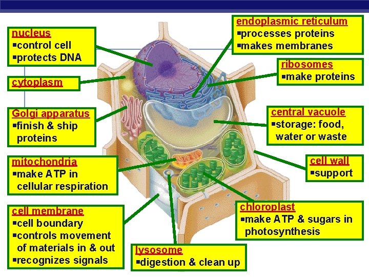 nucleus control cell protects DNA endoplasmic reticulum processes proteins makes membranes ribosomes make proteins