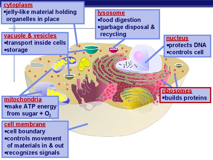 cytoplasm jelly-like material holding organelles in place vacuole & vesicles transport inside cells storage