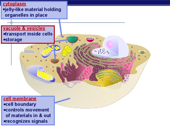 cytoplasm jelly-like material holding organelles in place vacuole & vesicles transport inside cells storage