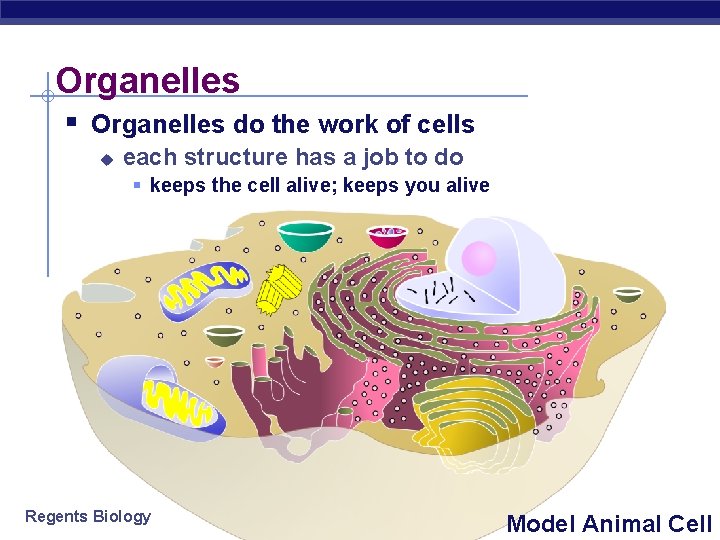 Organelles § Organelles do the work of cells u each structure has a job