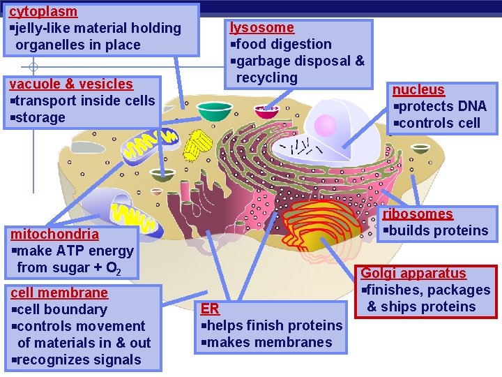 cytoplasm jelly-like material holding organelles in place vacuole & vesicles transport inside cells storage