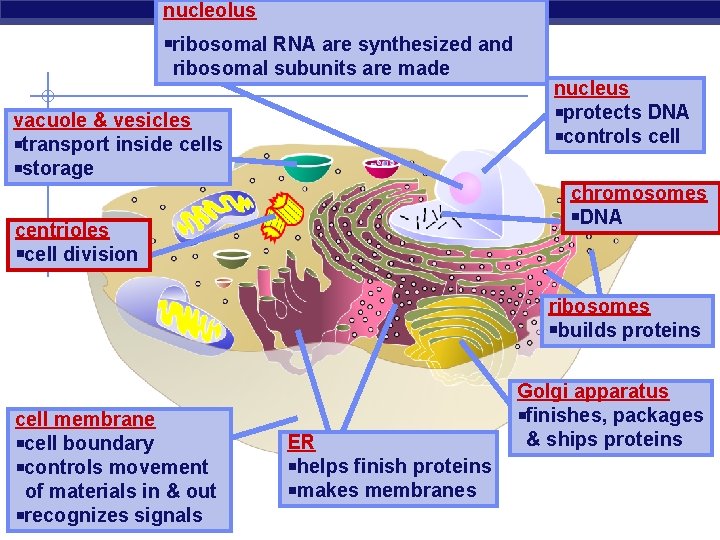 nucleolus ribosomal RNA are synthesized and ribosomal subunits are made vacuole & vesicles transport