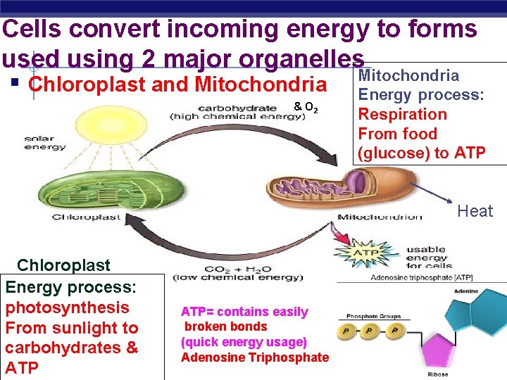 Cells convert incoming energy to forms used using 2 major organelles Mitochondria § Chloroplast