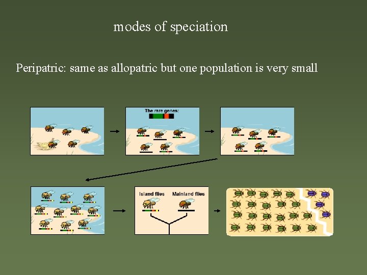 modes of speciation Peripatric: same as allopatric but one population is very small 
