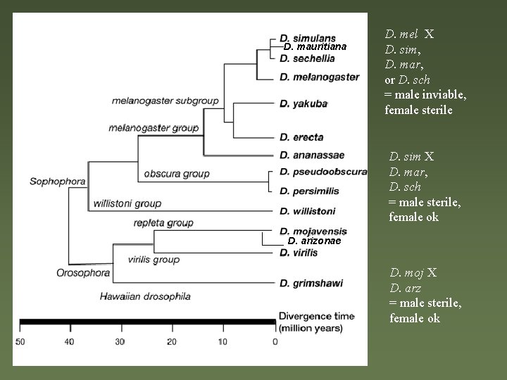 D. mauritiana D. mel X D. sim, D. mar, or D. sch = male