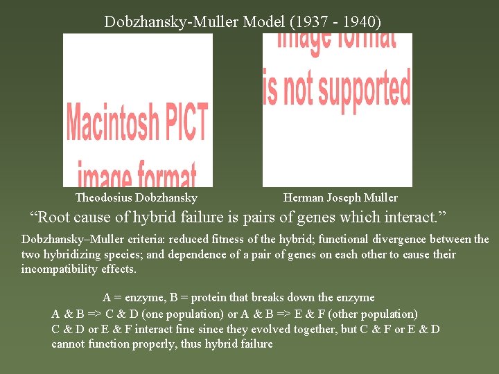 Dobzhansky-Muller Model (1937 - 1940) Theodosius Dobzhansky Herman Joseph Muller “Root cause of hybrid