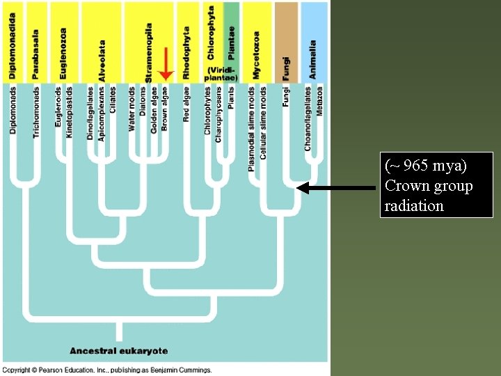 (~ 965 mya) Crown group radiation 