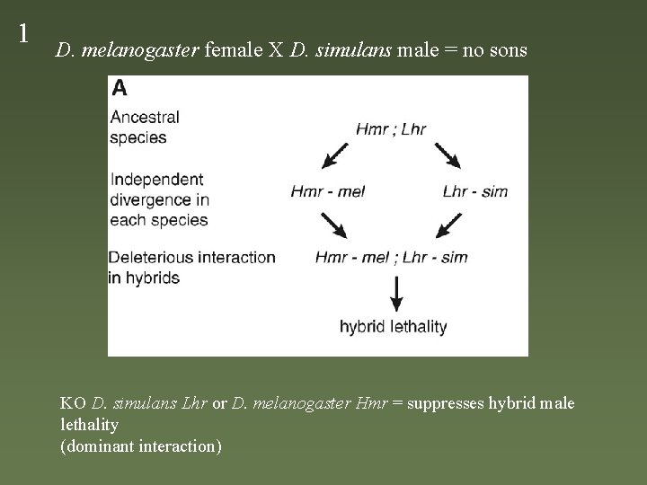 1 D. melanogaster female X D. simulans male = no sons KO D. simulans