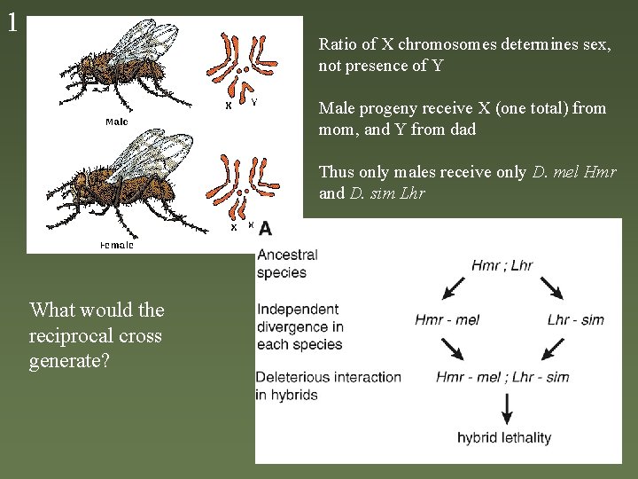 1 Ratio of X chromosomes determines sex, not presence of Y Male progeny receive