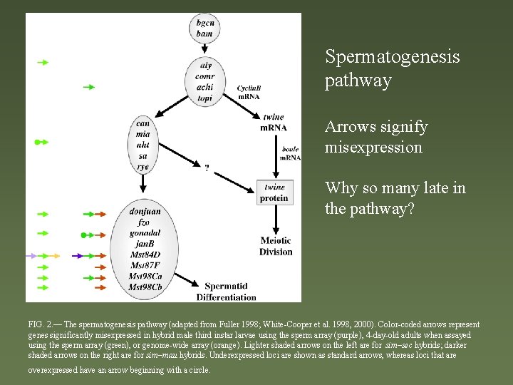 Spermatogenesis pathway Arrows signify misexpression Why so many late in the pathway? FIG. 2.