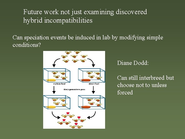 Future work not just examining discovered hybrid incompatibilities Can speciation events be induced in