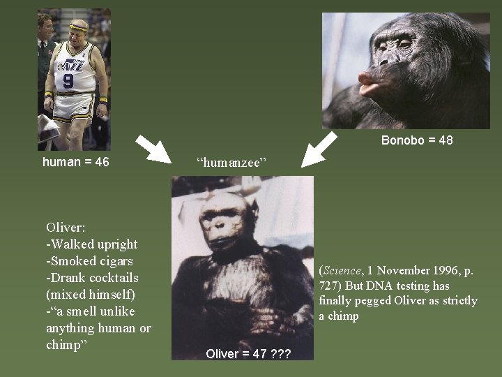 Bonobo = 48 human = 46 Oliver: -Walked upright -Smoked cigars -Drank cocktails (mixed