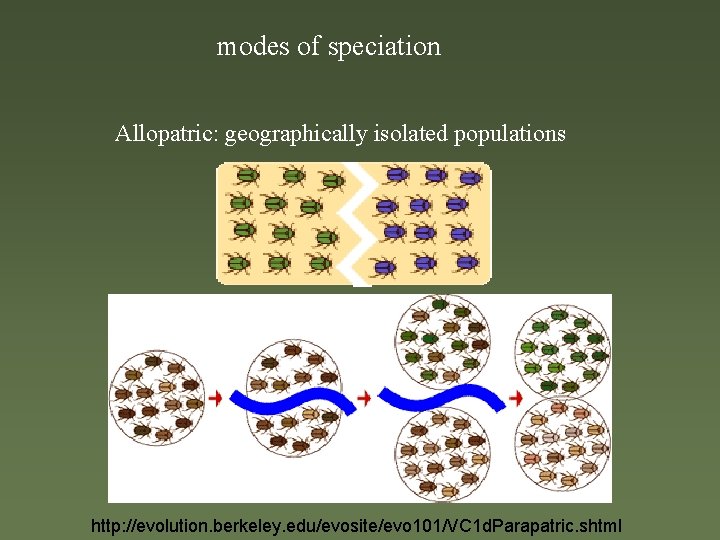 modes of speciation Allopatric: geographically isolated populations http: //evolution. berkeley. edu/evosite/evo 101/VC 1 d.