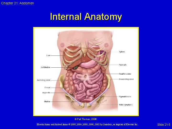 Chapter 21: Abdomen Internal Anatomy © Pat Thomas, 2006. Elsevier items and derived items
