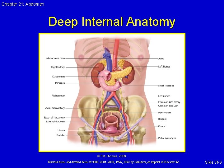 Chapter 21: Abdomen Deep Internal Anatomy © Pat Thomas, 2006. Elsevier items and derived