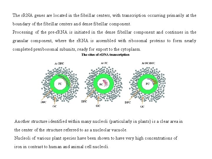 The r. RNA genes are located in the fibrillar centers, with transcription occurring primarily