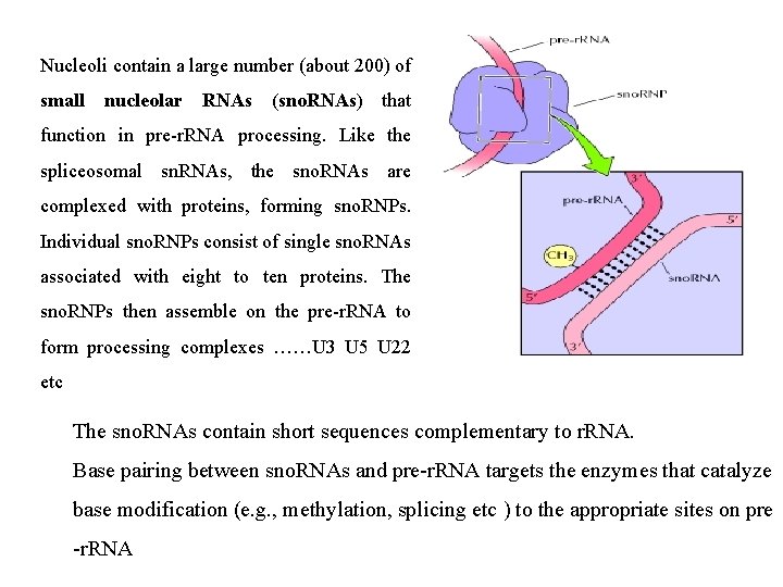 Nucleoli contain a large number (about 200) of small nucleolar RNAs (sno. RNAs) that