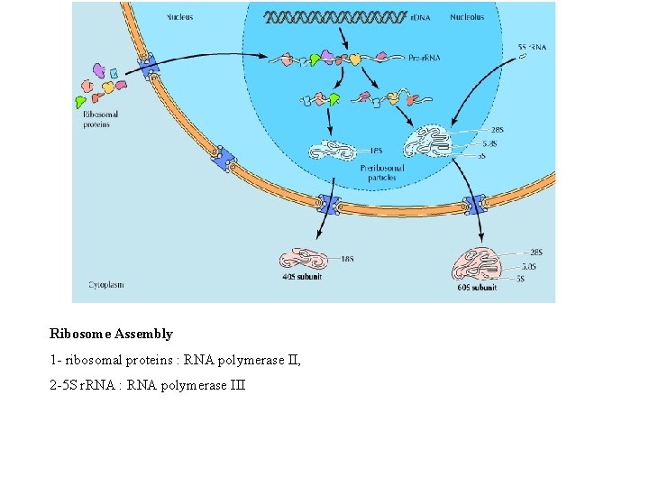 Ribosome Assembly 1 - ribosomal proteins : RNA polymerase II, 2 -5 S r.