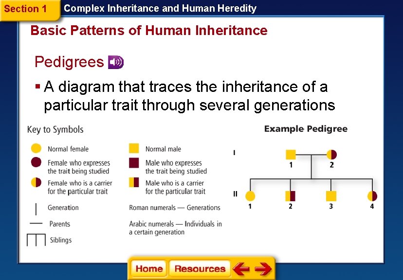 Section 1 Complex Inheritance and Human Heredity Basic Patterns of Human Inheritance Pedigrees §