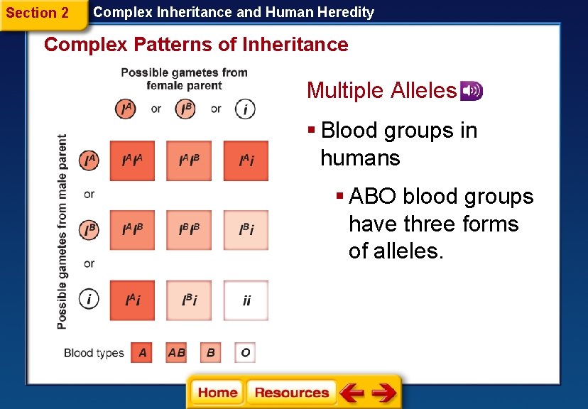 Section 2 Complex Inheritance and Human Heredity Complex Patterns of Inheritance Multiple Alleles §