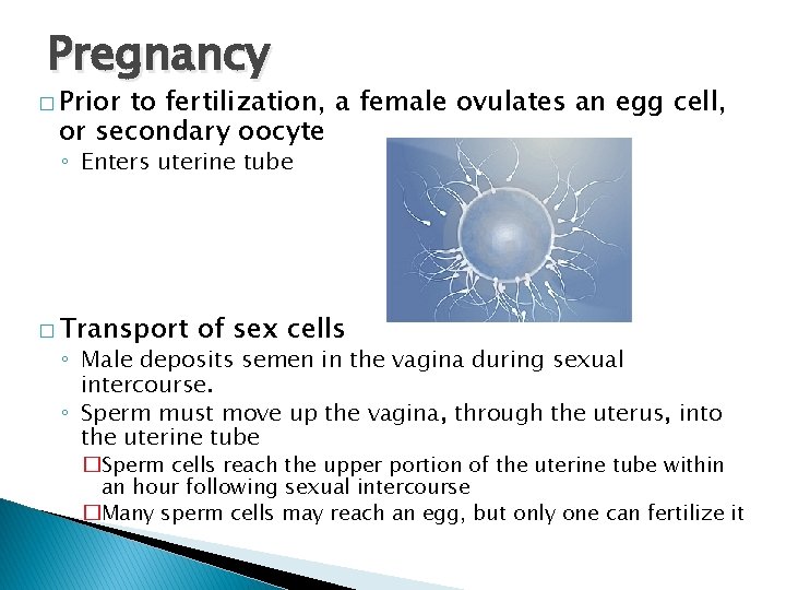 Pregnancy � Prior to fertilization, a female ovulates an egg cell, or secondary oocyte
