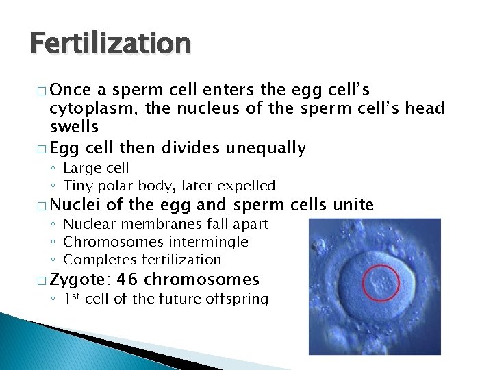 Fertilization � Once a sperm cell enters the egg cell’s cytoplasm, the nucleus of