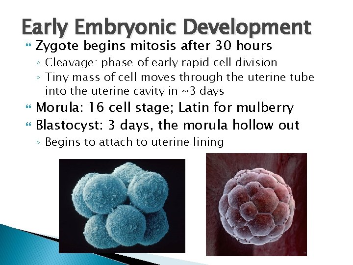 Early Embryonic Development Zygote begins mitosis after 30 hours ◦ Cleavage: phase of early