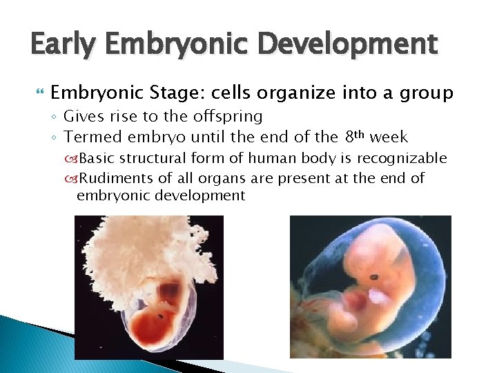 Early Embryonic Development Embryonic Stage: cells organize into a group ◦ Gives rise to