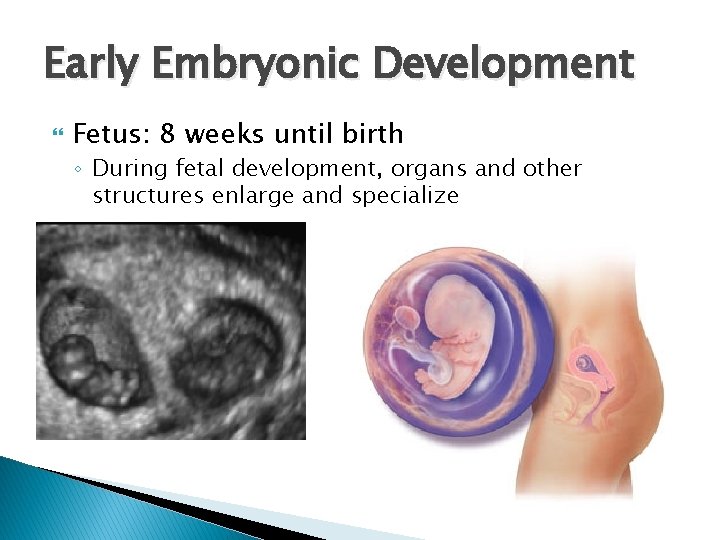 Early Embryonic Development Fetus: 8 weeks until birth ◦ During fetal development, organs and