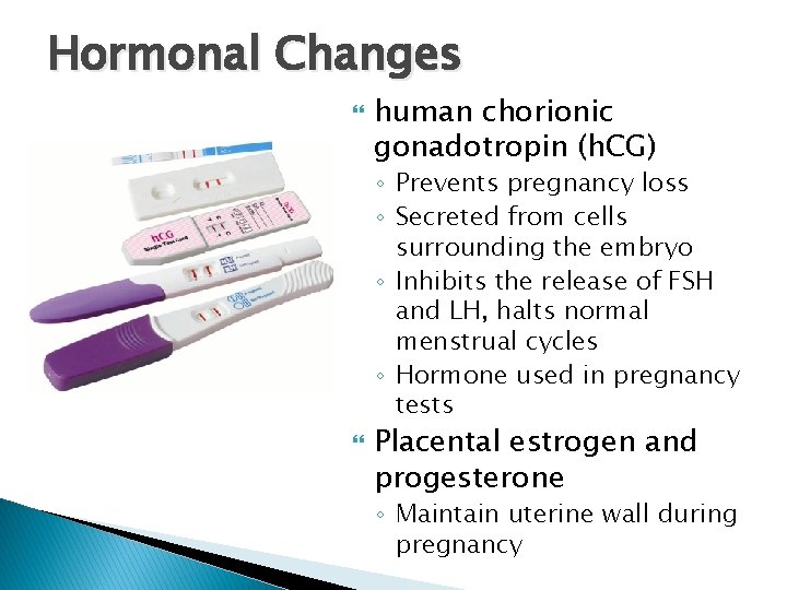 Hormonal Changes human chorionic gonadotropin (h. CG) ◦ Prevents pregnancy loss ◦ Secreted from