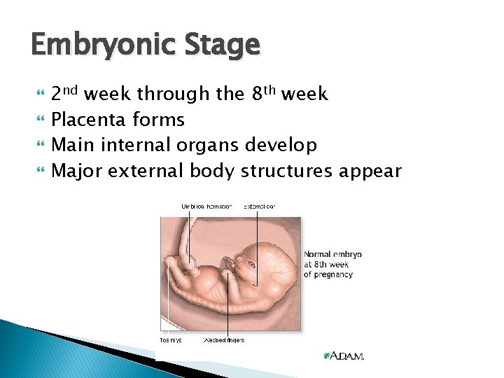 Embryonic Stage 2 nd week through the 8 th week Placenta forms Main internal