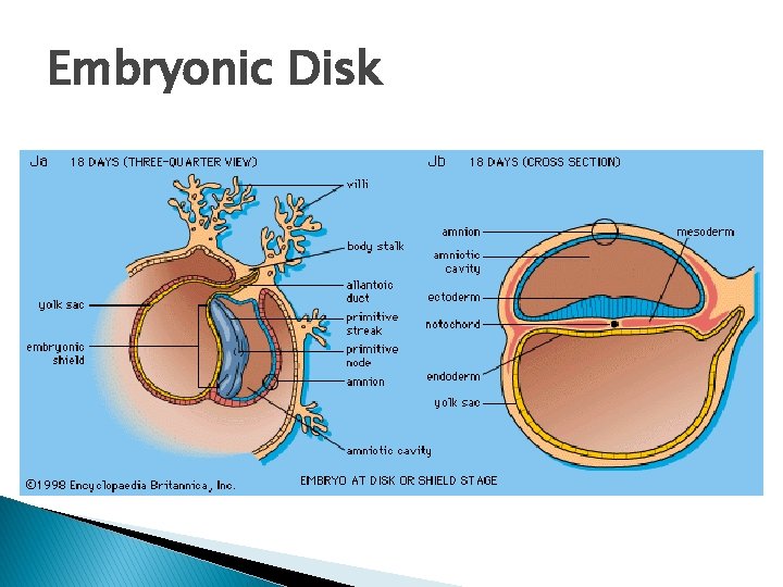 Embryonic Disk 