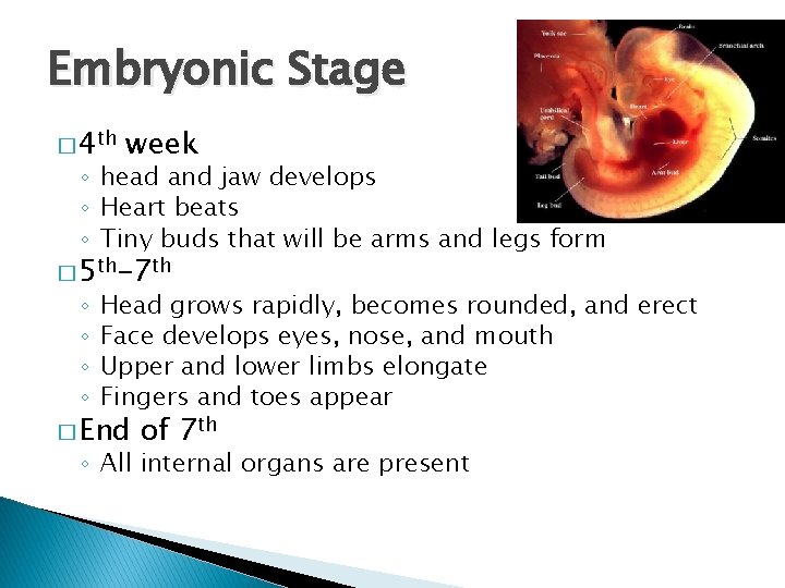 Embryonic Stage � 4 th week ◦ head and jaw develops ◦ Heart beats