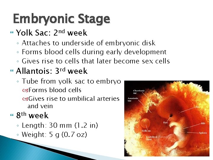 Embryonic Stage Yolk Sac: 2 nd week ◦ Attaches to underside of embryonic disk