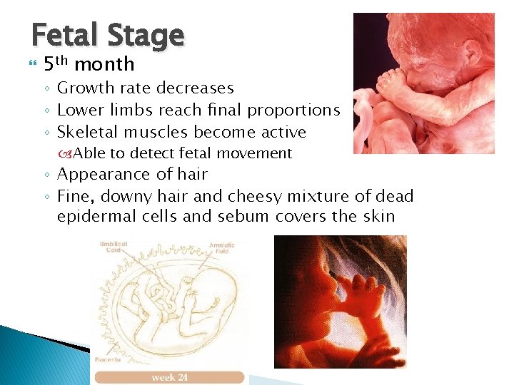 Fetal Stage 5 th month ◦ Growth rate decreases ◦ Lower limbs reach final